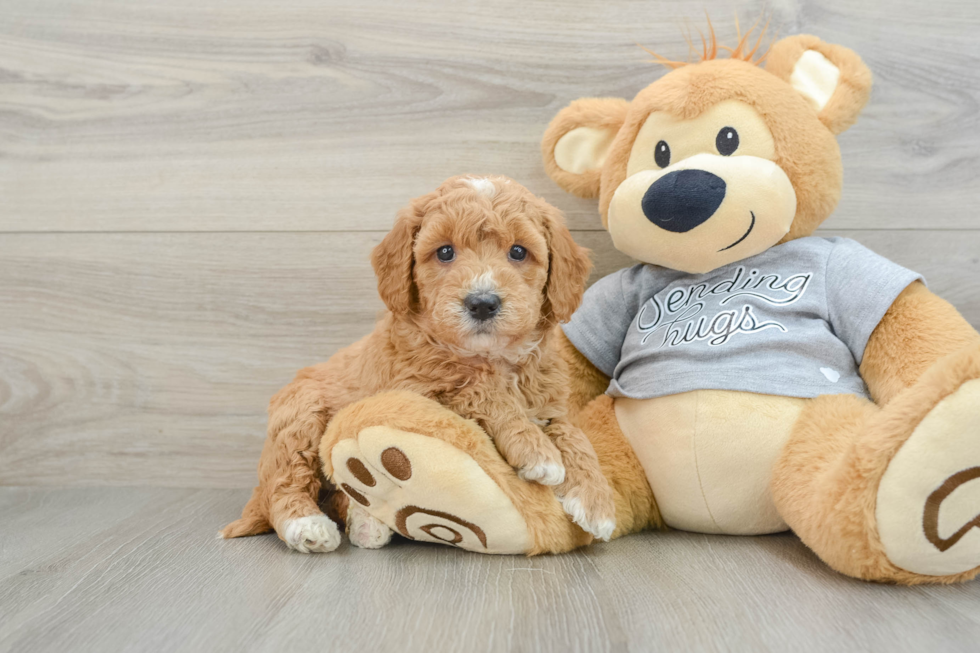 Smart Mini Goldendoodle Poodle Mix Pup