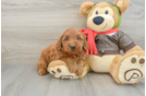 Best Mini Goldendoodle Baby