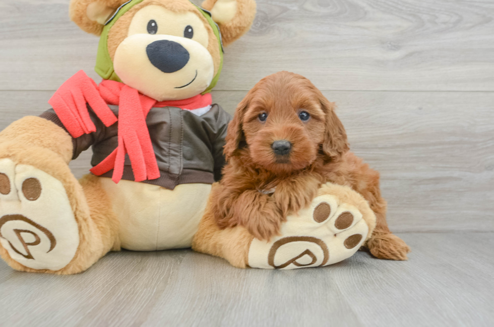 5 week old Mini Goldendoodle Puppy For Sale - Windy City Pups