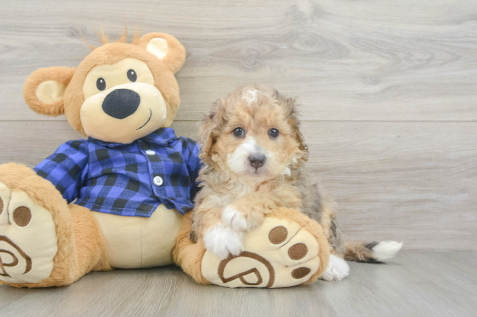 5 week old Mini Goldendoodle Puppy For Sale - Windy City Pups