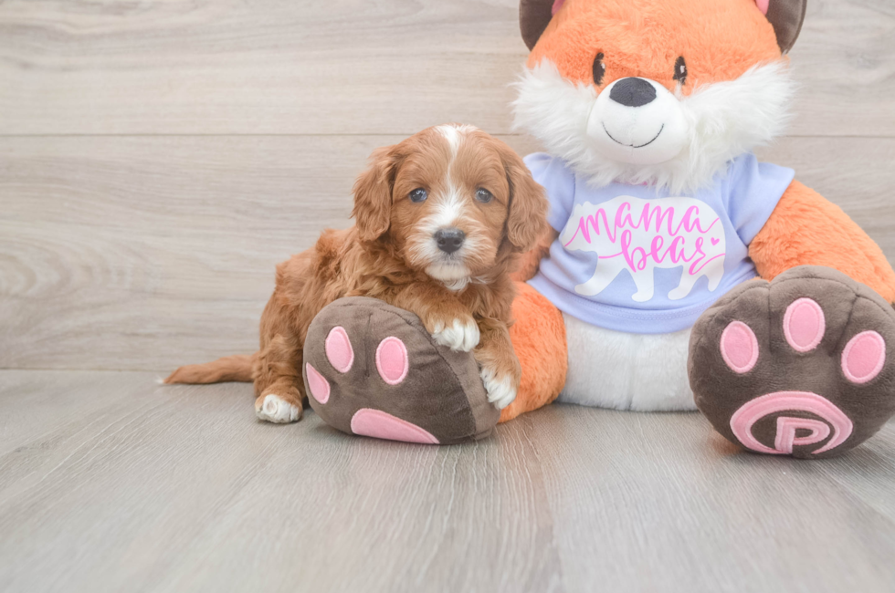 5 week old Mini Goldendoodle Puppy For Sale - Windy City Pups