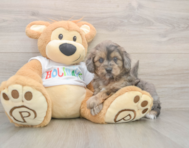 6 week old Mini Goldendoodle Puppy For Sale - Windy City Pups