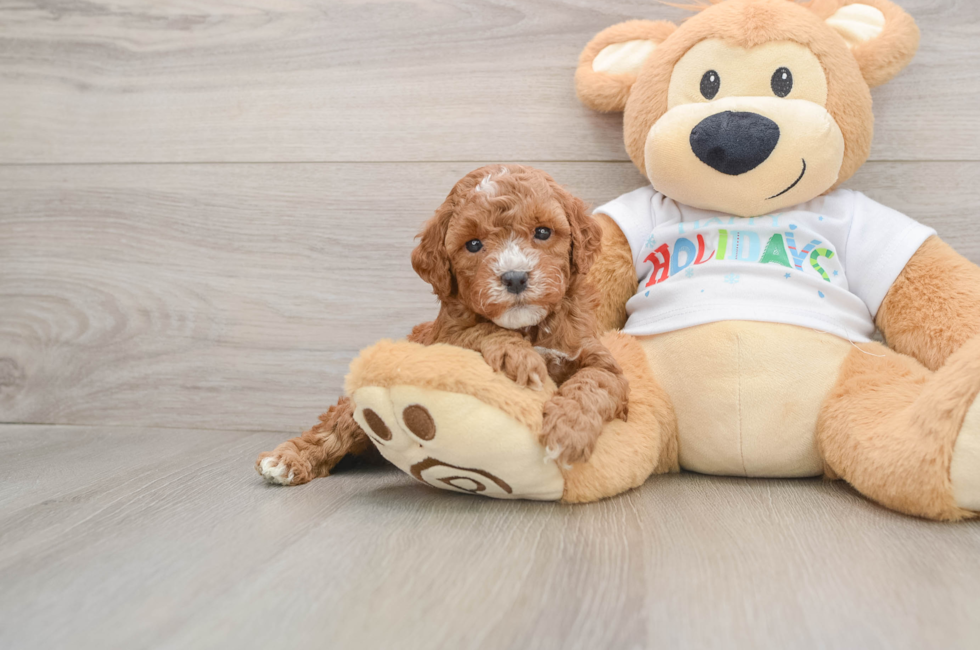 5 week old Mini Goldendoodle Puppy For Sale - Windy City Pups