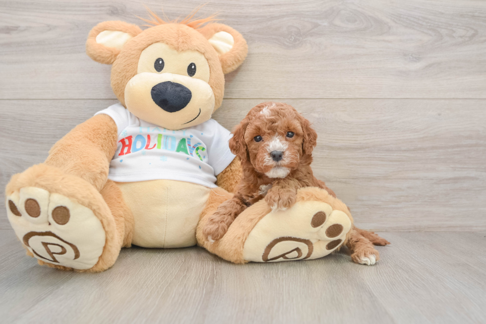 Mini Goldendoodle Pup Being Cute