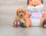 6 week old Mini Goldendoodle Puppy For Sale - Windy City Pups