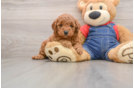 Mini Goldendoodle Puppy for Adoption
