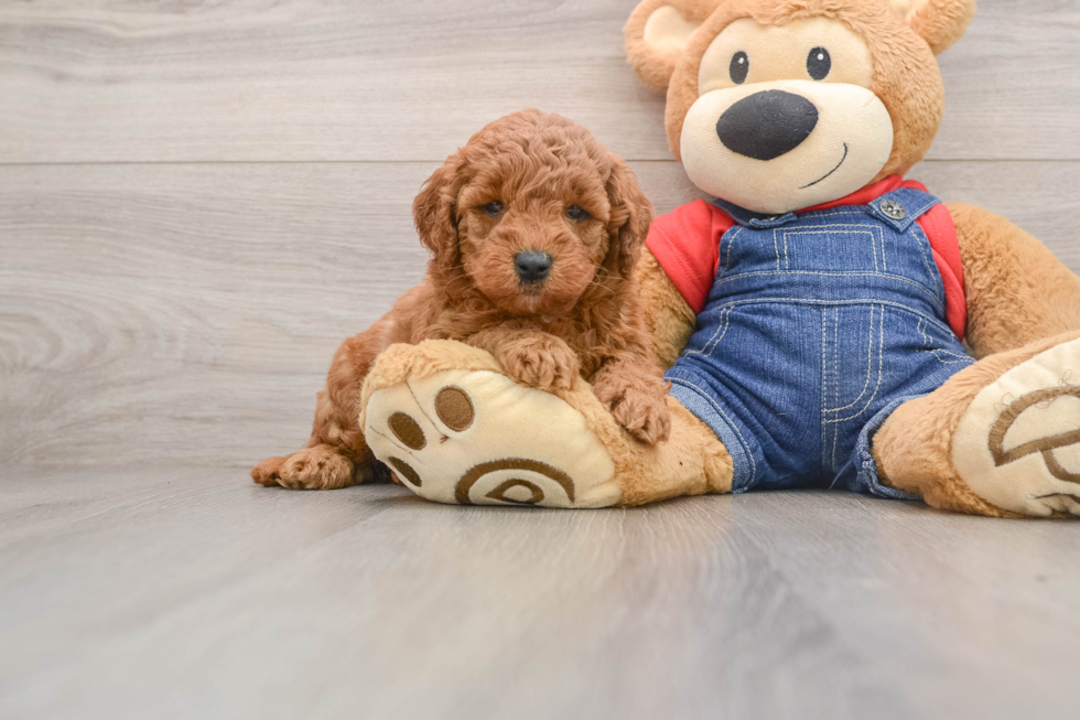 Mini Goldendoodle Puppy for Adoption