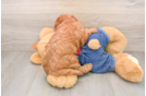 Mini Goldendoodle Pup Being Cute