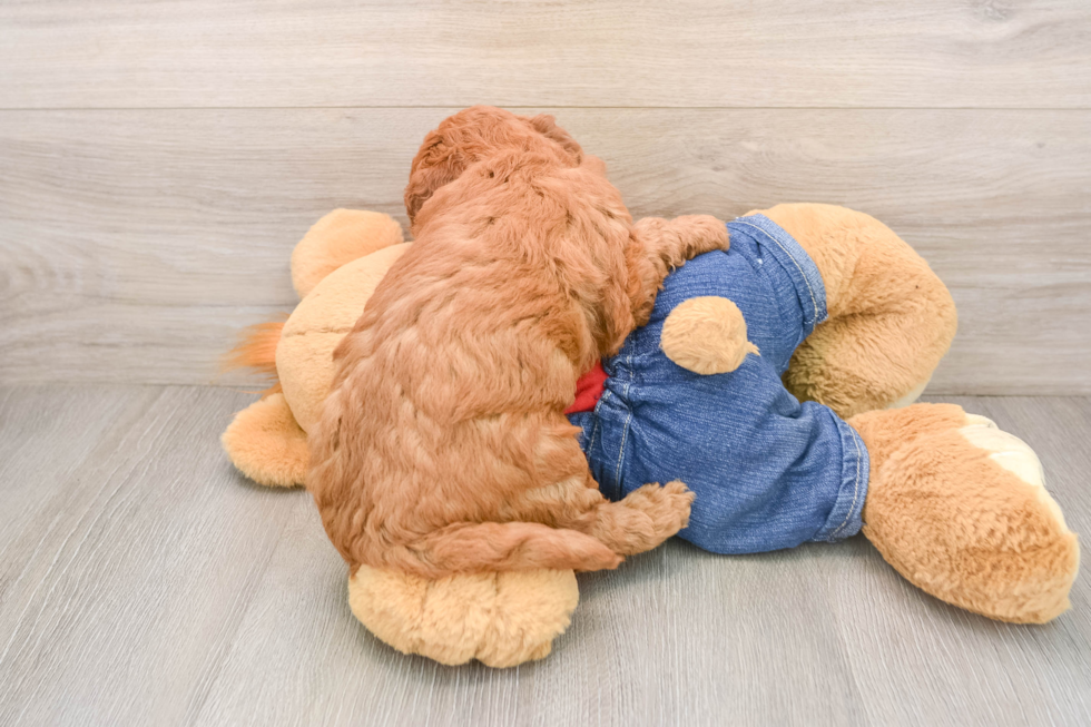 Mini Goldendoodle Pup Being Cute