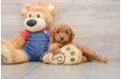 Sweet Mini Goldendoodle Baby