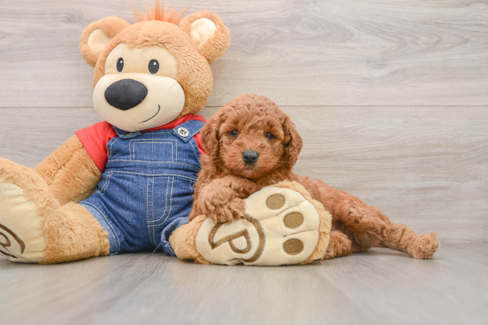 Sweet Mini Goldendoodle Baby