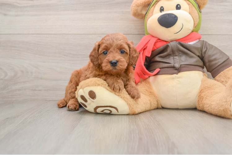 Mini Goldendoodle Pup Being Cute