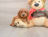7 week old Mini Goldendoodle Puppy For Sale - Windy City Pups