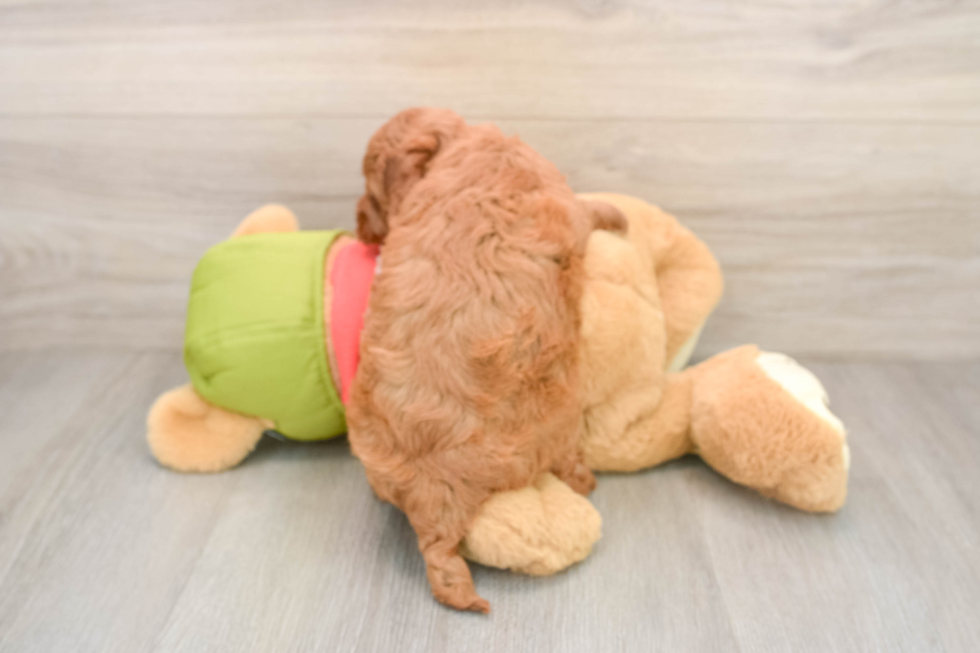 Smart Mini Goldendoodle Poodle Mix Pup
