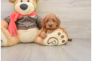 Friendly Mini Goldendoodle Baby
