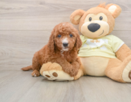 5 week old Mini Goldendoodle Puppy For Sale - Windy City Pups