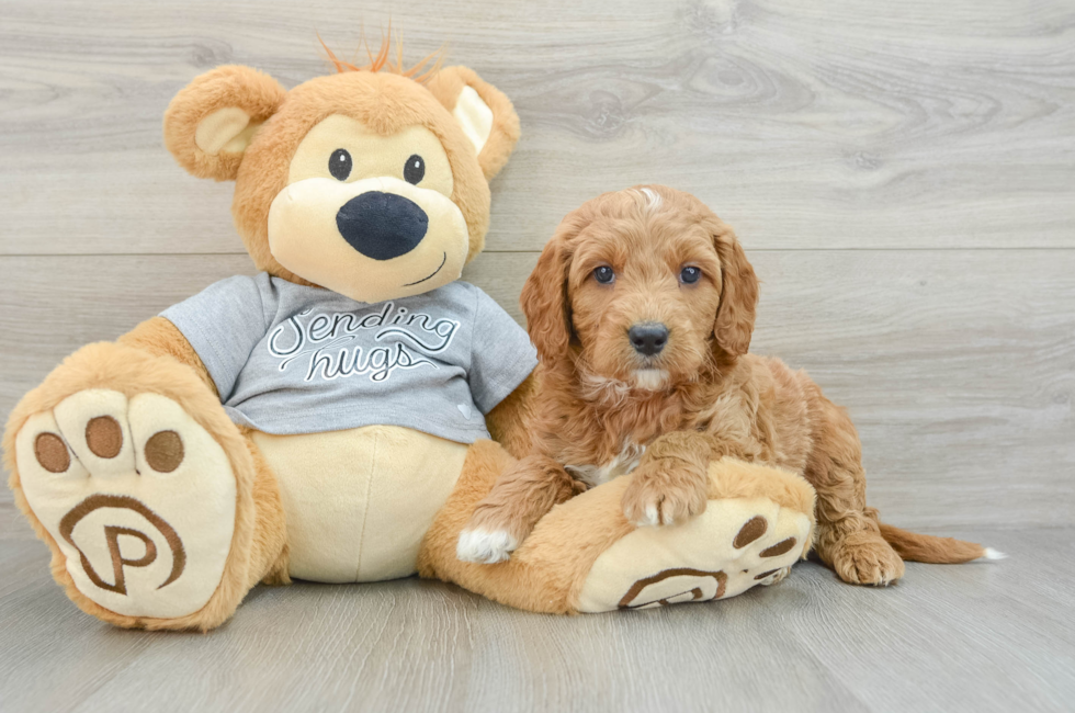 6 week old Mini Goldendoodle Puppy For Sale - Windy City Pups