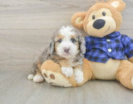 8 week old Mini Goldendoodle Puppy For Sale - Windy City Pups