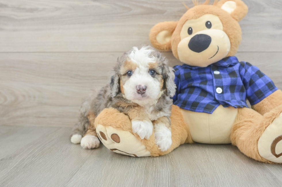5 week old Mini Goldendoodle Puppy For Sale - Windy City Pups