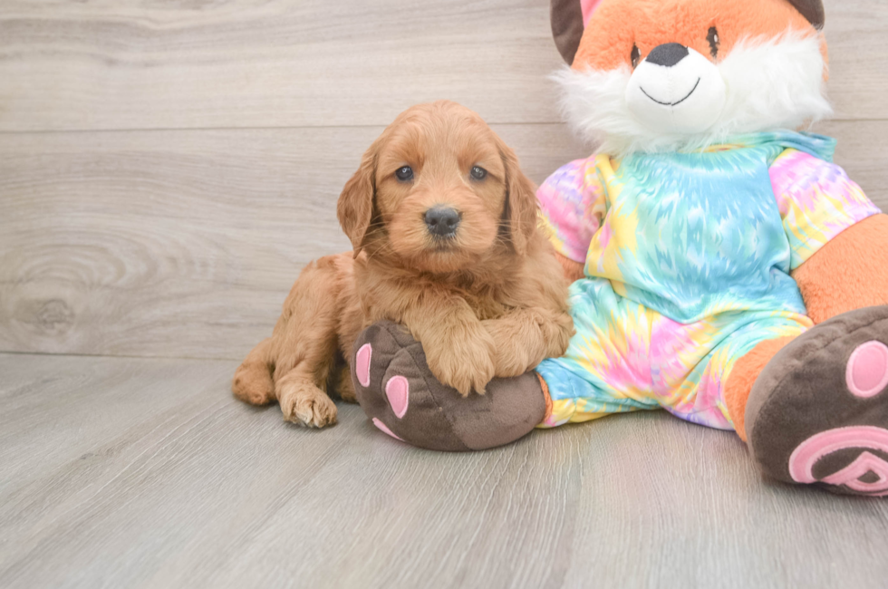 5 week old Mini Goldendoodle Puppy For Sale - Windy City Pups