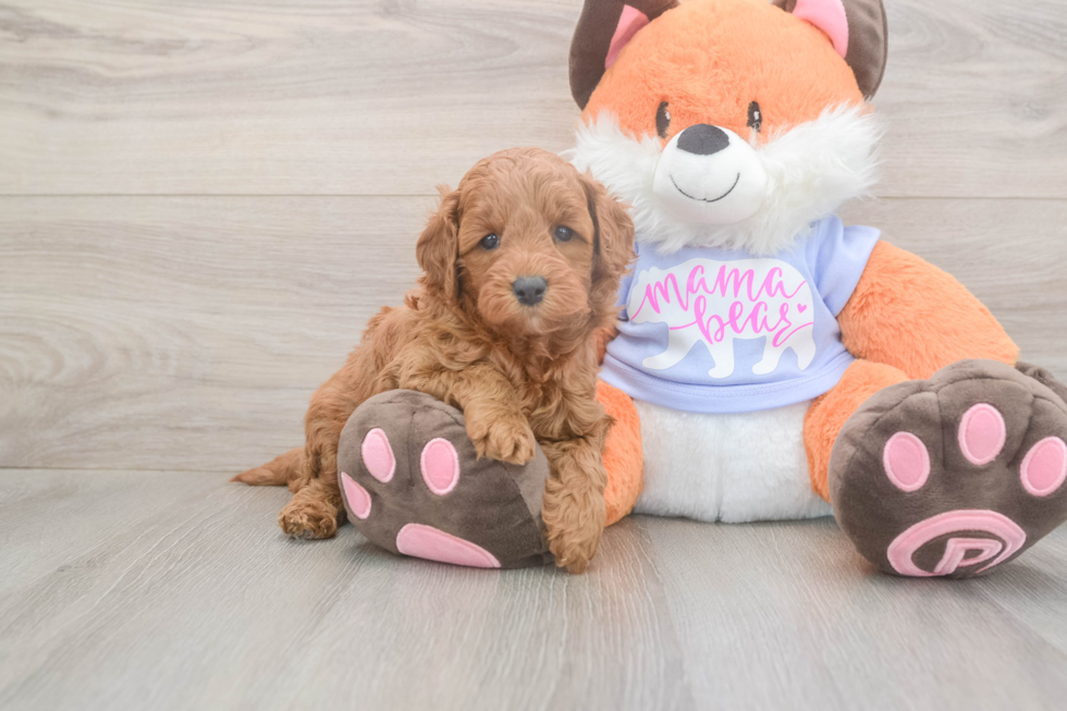 Popular Mini Goldendoodle Poodle Mix Pup