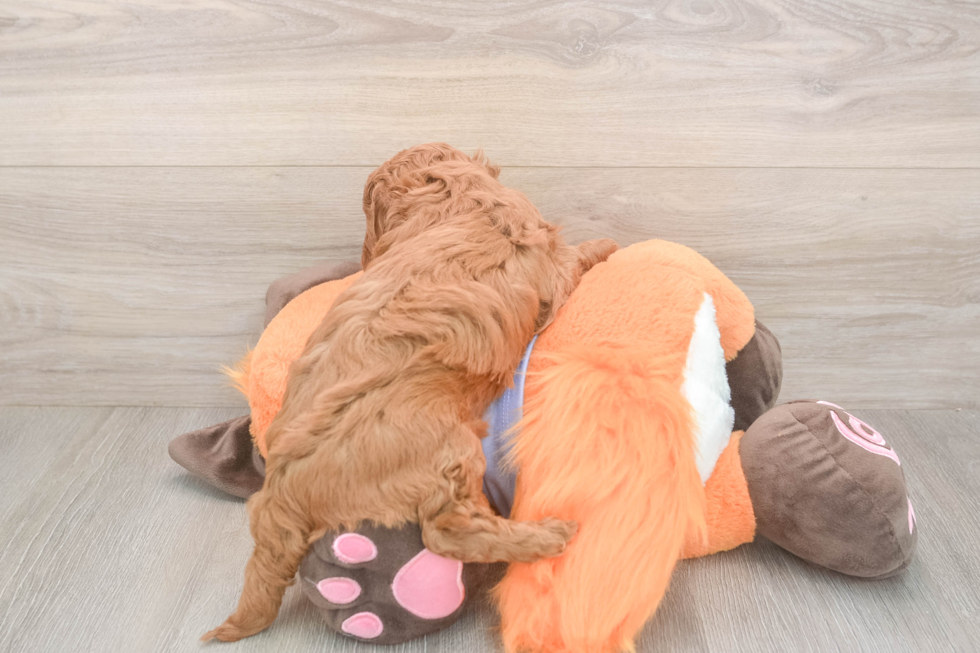 Mini Goldendoodle Pup Being Cute