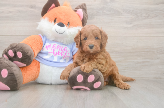 5 week old Mini Goldendoodle Puppy For Sale - Windy City Pups Mini Goldendoodle Puppy for Adoption