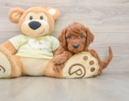 6 week old Mini Goldendoodle Puppy For Sale - Windy City Pups