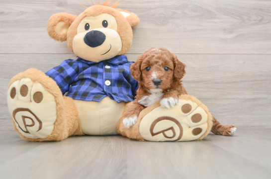 Playful Mini Groodle Poodle Mix Puppy