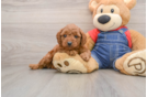 Mini Goldendoodle Pup Being Cute