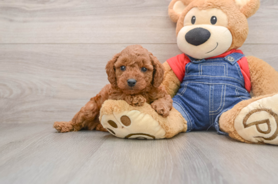 Mini Goldendoodle Pup Being Cute