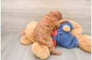 Sweet Mini Goldendoodle Baby