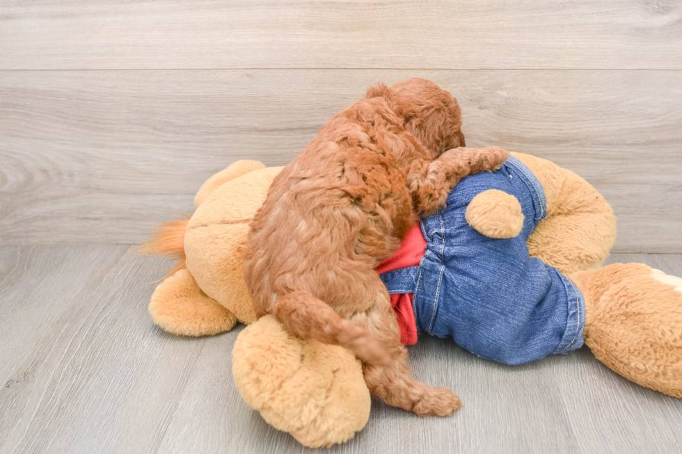 Sweet Mini Goldendoodle Baby
