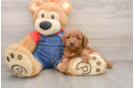 Mini Goldendoodle Pup Being Cute