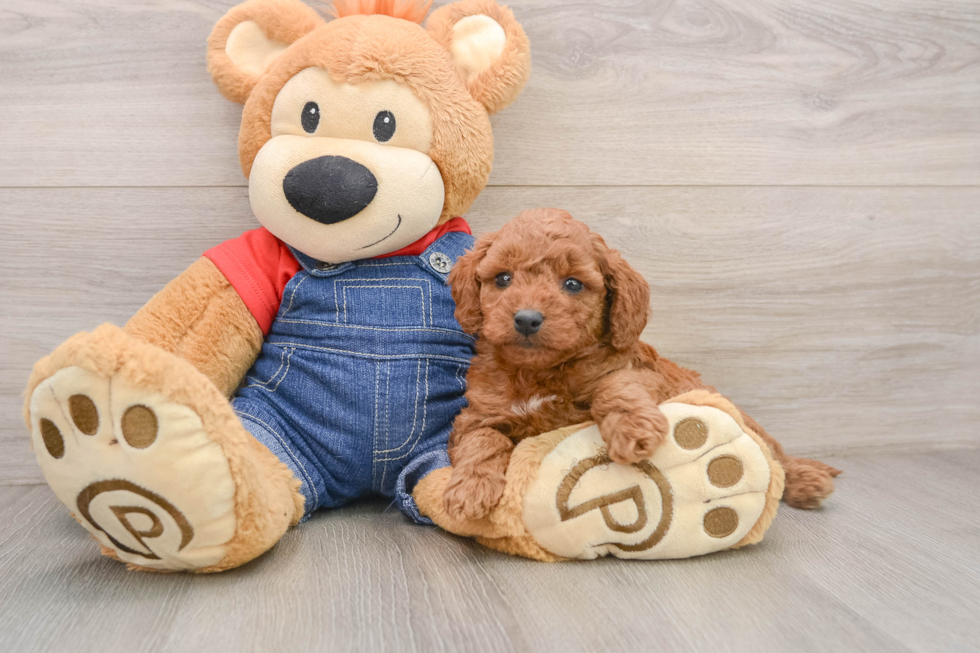 Mini Goldendoodle Pup Being Cute