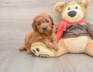 7 week old Mini Goldendoodle Puppy For Sale - Windy City Pups