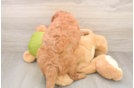 Popular Mini Goldendoodle Poodle Mix Pup