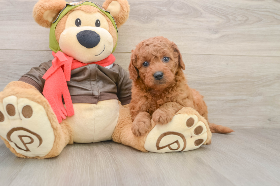 Best Mini Goldendoodle Baby