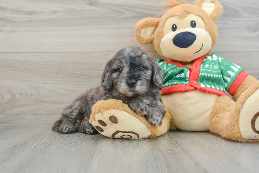 Hypoallergenic Mini Goldiepoo Poodle Mix Puppy