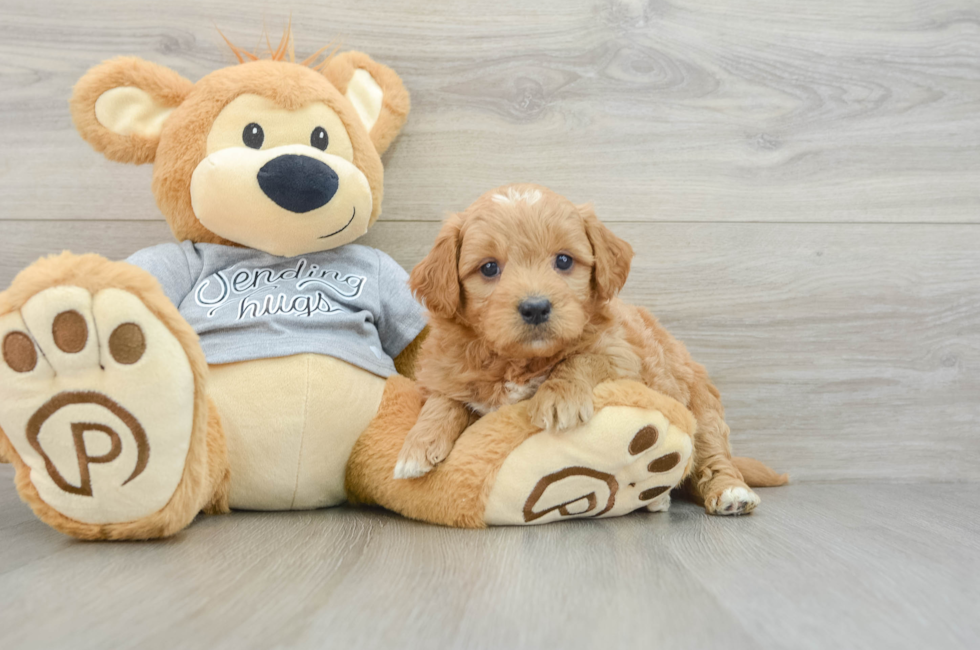 6 week old Mini Goldendoodle Puppy For Sale - Windy City Pups