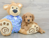 6 week old Mini Goldendoodle Puppy For Sale - Windy City Pups