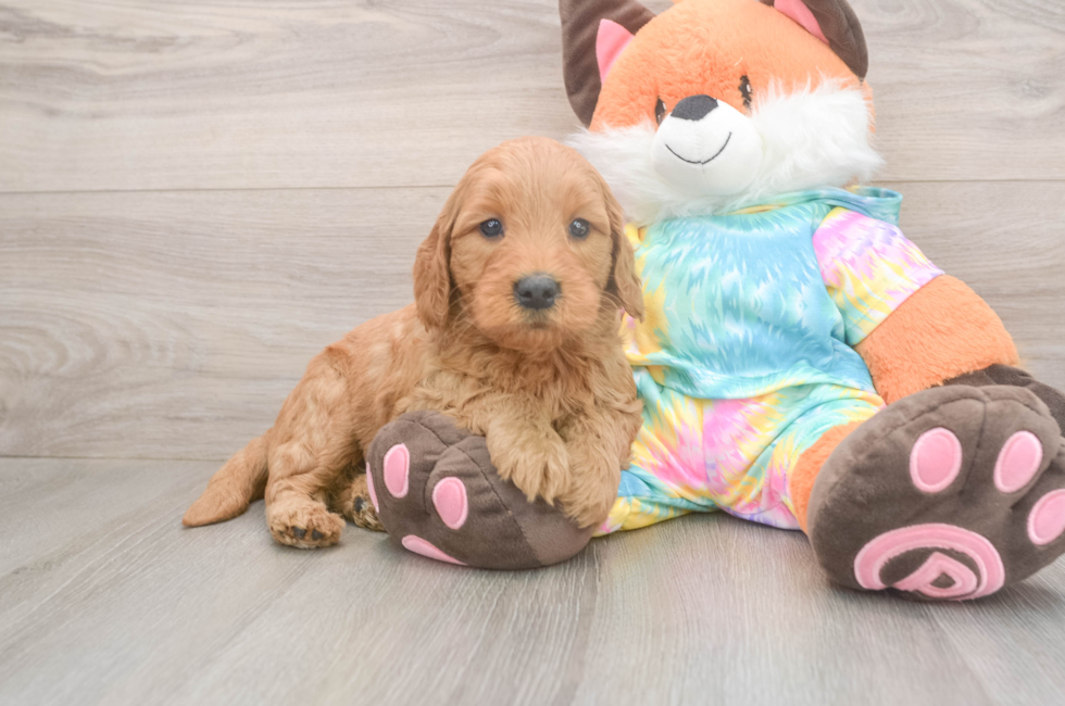 5 week old Mini Goldendoodle Puppy For Sale - Windy City Pups