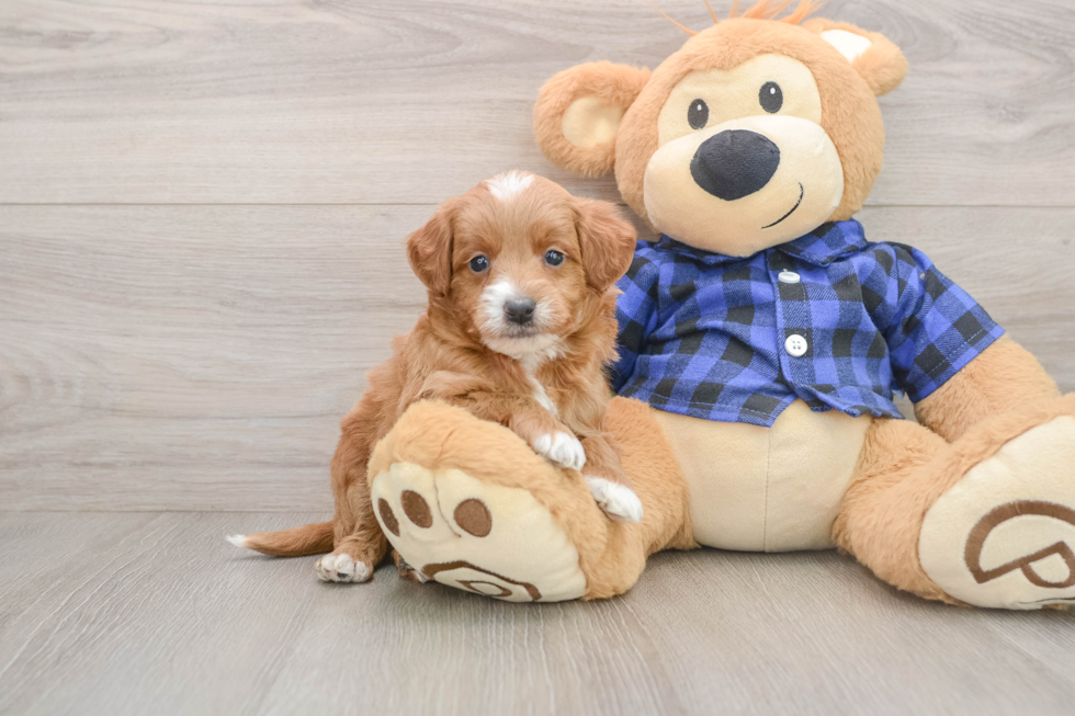Mini Goldendoodle Puppy for Adoption