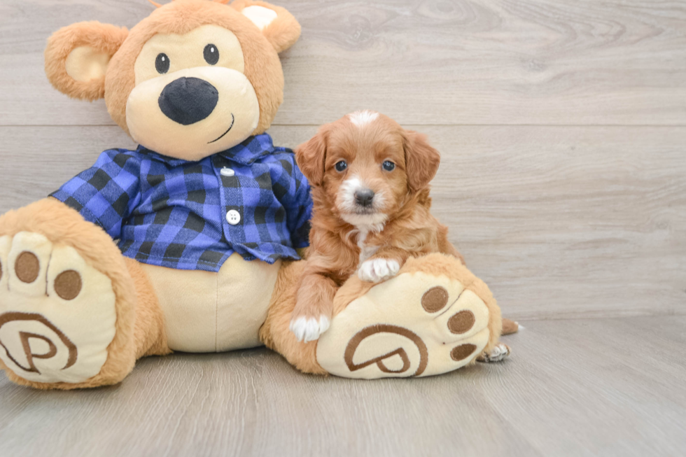 Best Mini Goldendoodle Baby