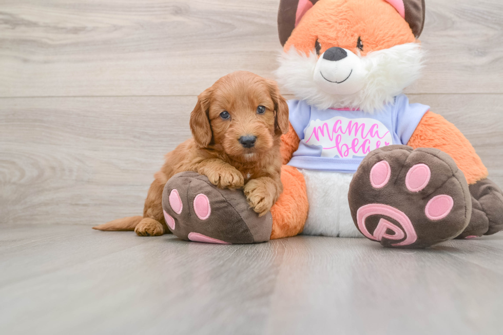 Sweet Mini Goldendoodle Baby