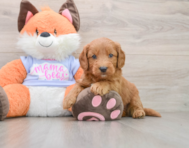 5 week old Mini Goldendoodle Puppy For Sale - Windy City Pups
