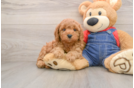 Funny Mini Goldendoodle Poodle Mix Pup