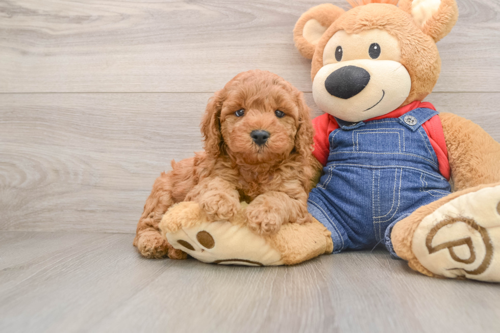 Funny Mini Goldendoodle Poodle Mix Pup