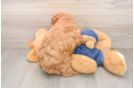 Mini Goldendoodle Puppy for Adoption