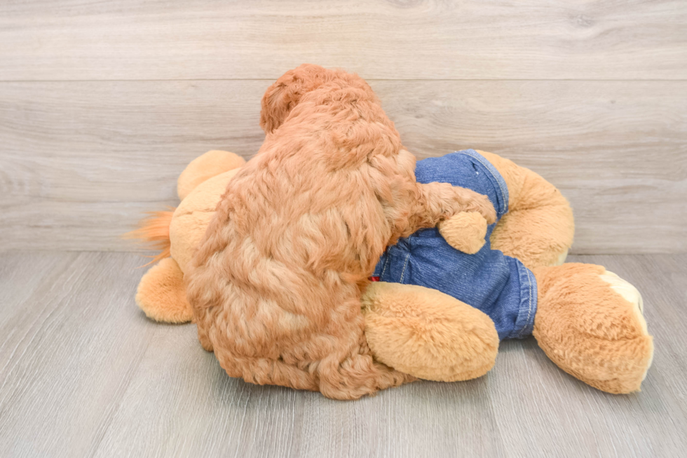 Mini Goldendoodle Puppy for Adoption